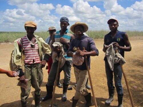 Field workers